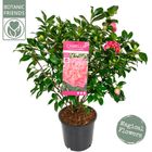 Camellia japonica 'Marie Bracey'