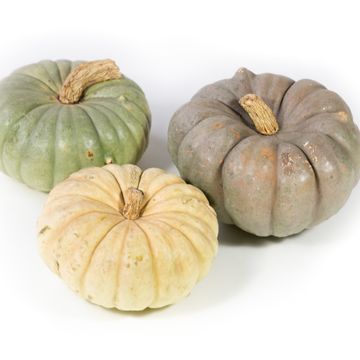 Cucurbita pepo MIX