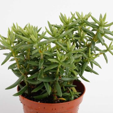 Crassula tetragona