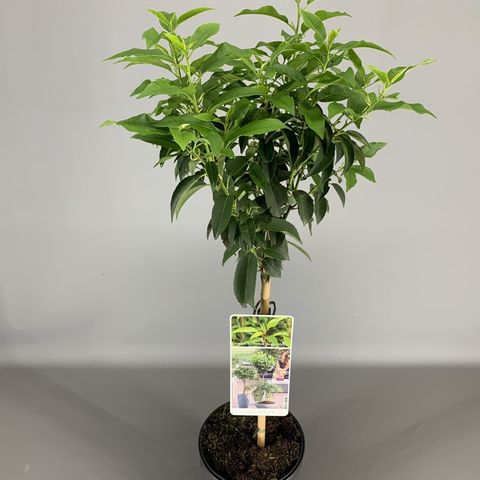 Prunus lusitanica 'Angustifolia' — Plant Wholesale FlorAccess