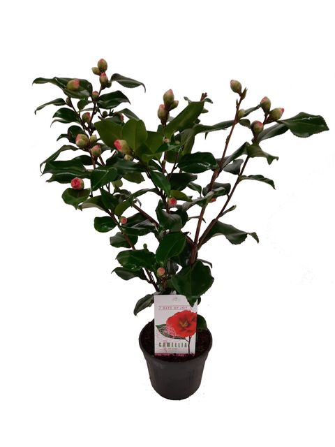 Camellia japonica 'Dr King'