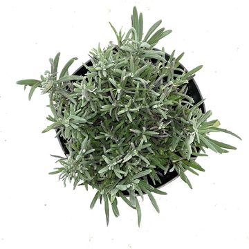Lavandula angustifolia LITTLE LADY