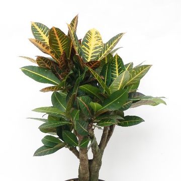 Codiaeum variegatum 'Petra'