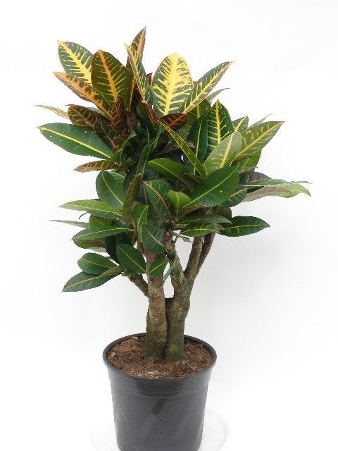 Codiaeum variegatum 'Petra'