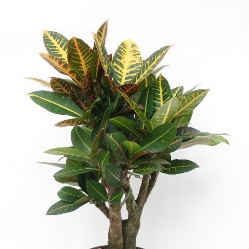 Codiaeum variegatum 'Petra'