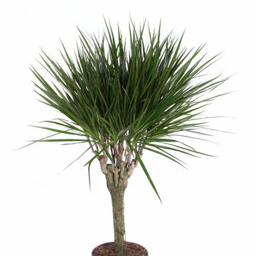 Dracaena marginata