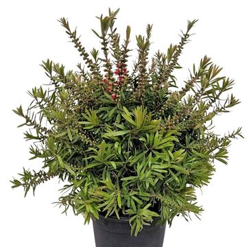 Callistemon viminalis 'Captain Cook'