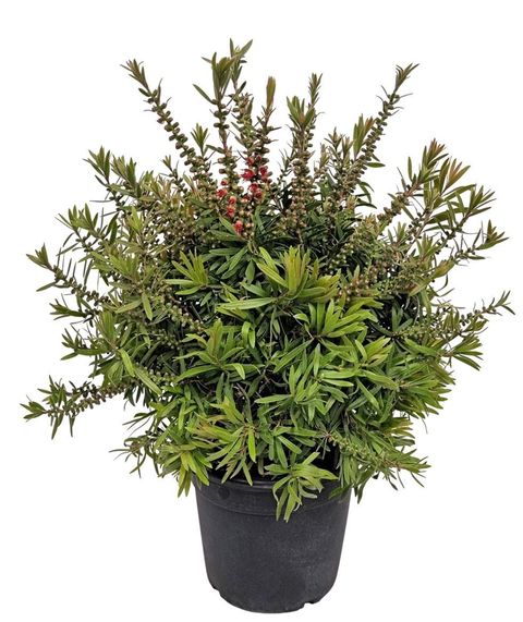 Callistemon viminalis 'Captain Cook'