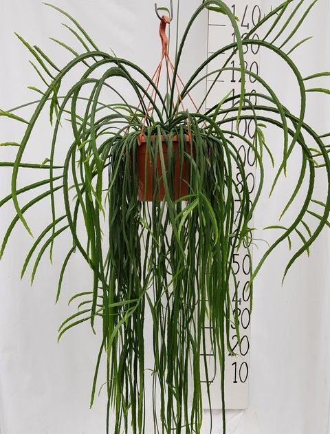 Lepismium bolivianum