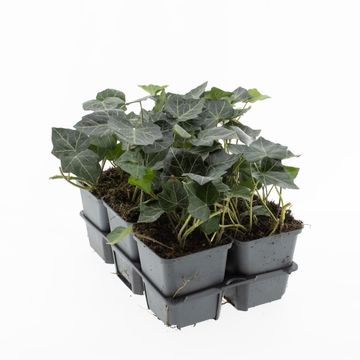 Hedera helix 'Woerner'