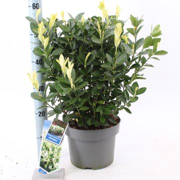 Euonymus japonicus HIMALAYA