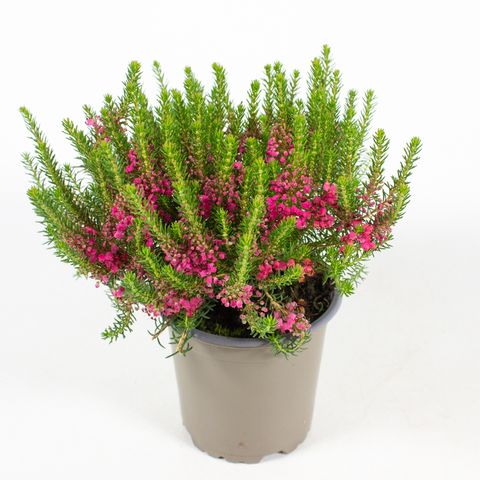 Erica vagans