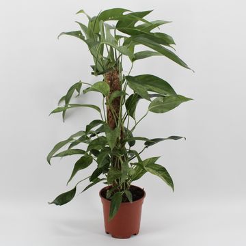 Epipremnum pinnatum 'Baltic Blue Mint Variegata'