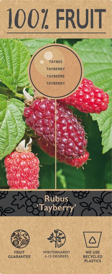 Rubus 'Tayberry'