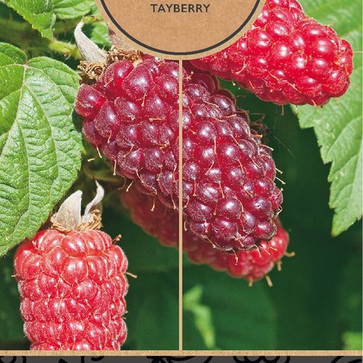 Rubus 'Tayberry'