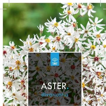 Aster divaricatus