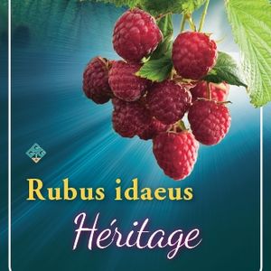 Rubus MIX (Griffioen, Gebr.)