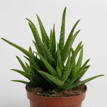 Aloe vera 'Verini'