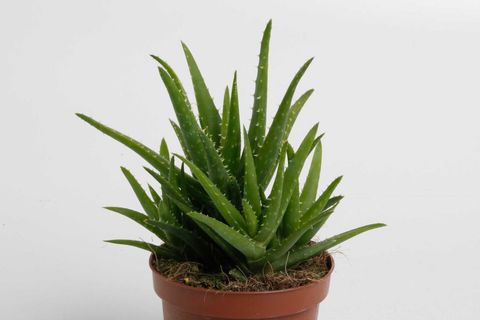 Aloe vera 'Verini'