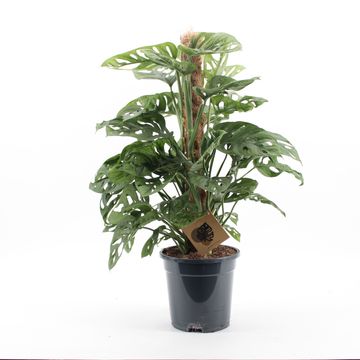 Монстера obliqua 'Monkey Leaf'