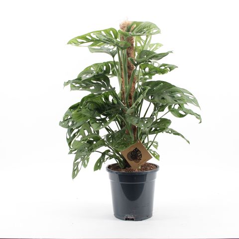 Monstera obliqua 'Monkey Leaf'