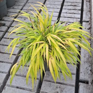 Hakonechloa macra 'All Gold'