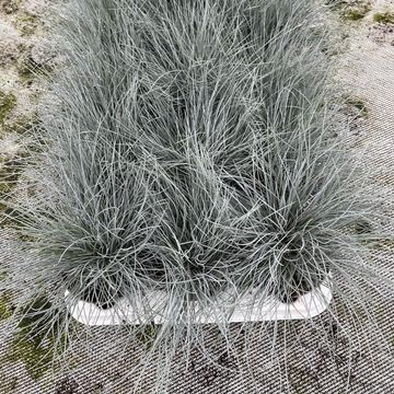 Festuca glauca 'Eisvogel'