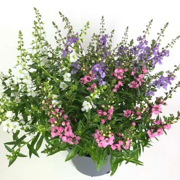 Angelonia angustifolia MIX IN POT