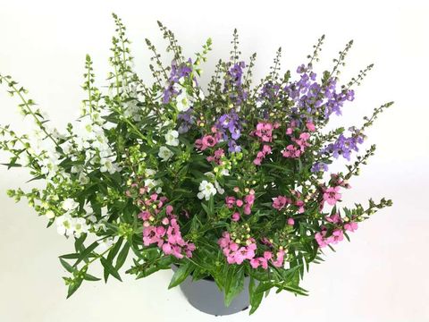 Angelonia angustifolia MIX IN POT