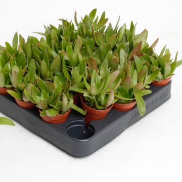 Crassula capitella 'Campfire'