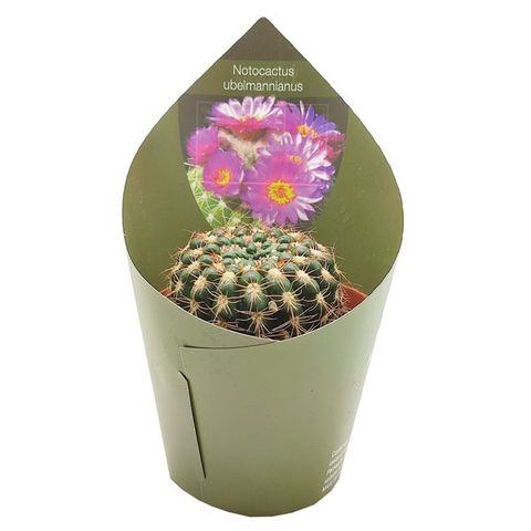 Notocactus uebelmannianus