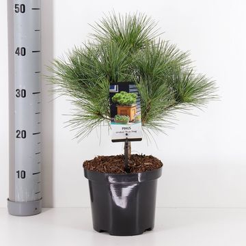 Pinus strobus 'Radiata'