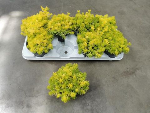 Sedum 'Lemon Ball'