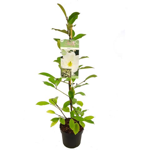 Magnolia FAIRY MAGNOLIA CREAM