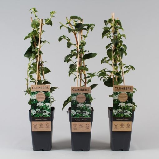 Hydrangea Petiolaris Plant