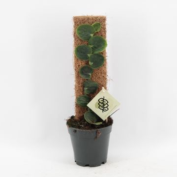 Rhaphidophora celatocaulis