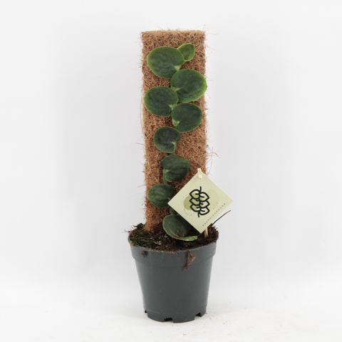 Rhaphidophora celatocaulis