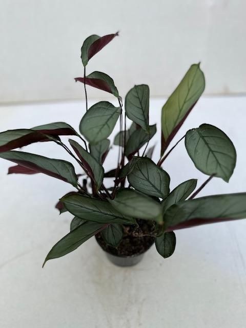 Ctenanthe setosa 'Greystar'