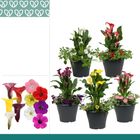 Composizione Outdoor plants MIX IN POT