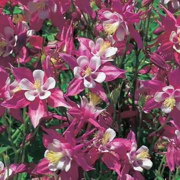 Aquilegia 'Crimson Star'