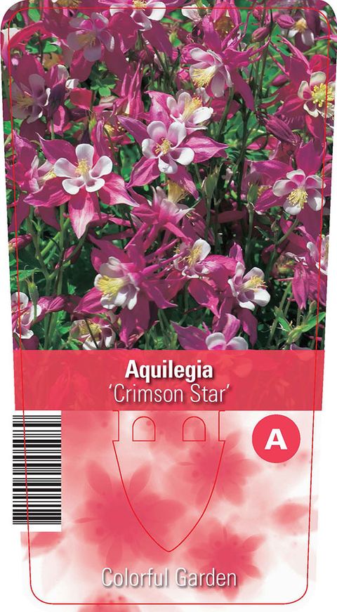 Aquilegia 'Crimson Star'