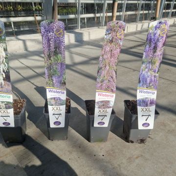 Wisteria MIX