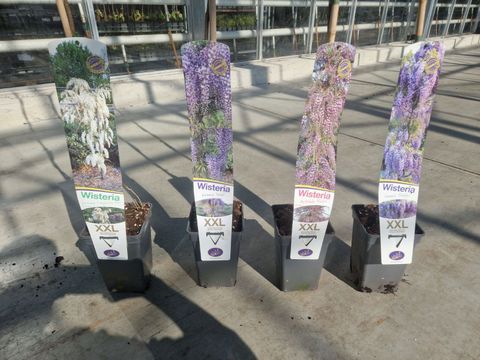 Wisteria MIX
