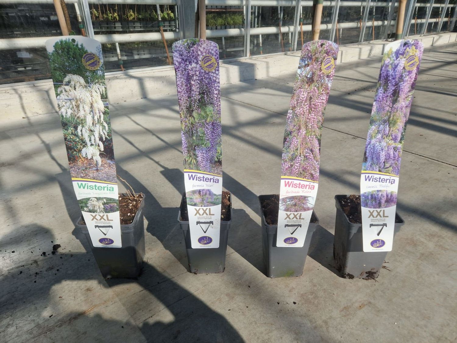 Wisteria MIX  Pflanzengrohandel FlorAccess