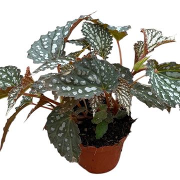 Begonia 'Snow Leopard'