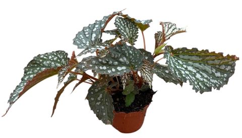 Begonia 'Snow Leopard'