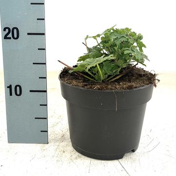 Geranium macrorrhizum 'Ingwersen's Variety'