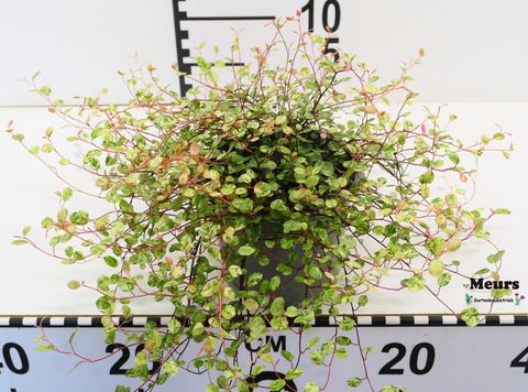 Muehlenbeckia complexa 'Pink Camouflage'