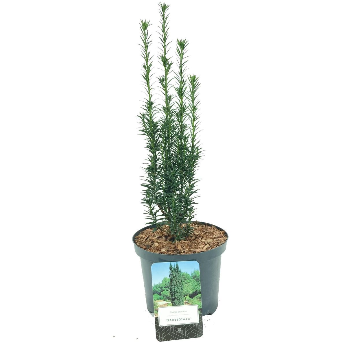 Taxus Baccata Fastigiata — Plant Wholesale Floraccess