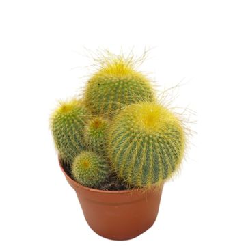 Eriocactus leninghausii